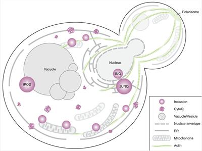 Studying Spatial Protein Quality Control, Proteopathies, and Aging Using Different Model Misfolding Proteins in S. cerevisiae